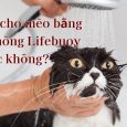 tắm cho mèo bằng xà phòng lifebuoy được không