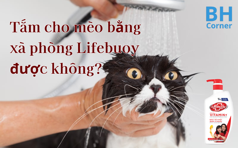 tắm cho mèo bằng xà phòng lifebuoy được không