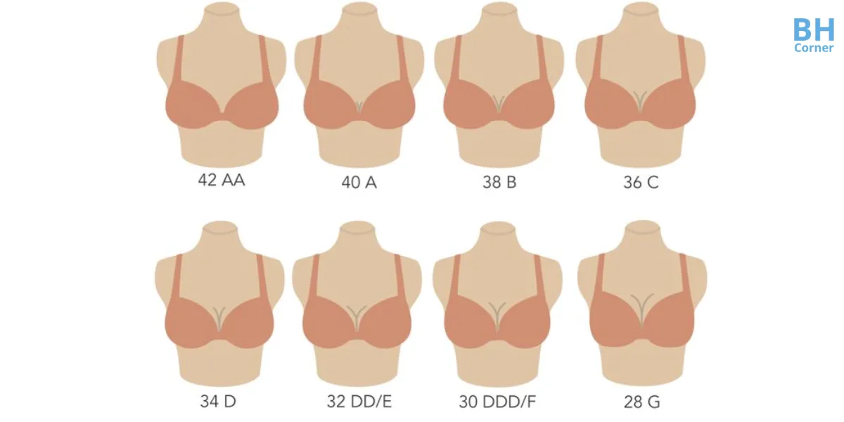các loại size áo ngực