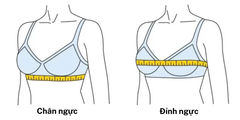 cách chọn size áo ngực